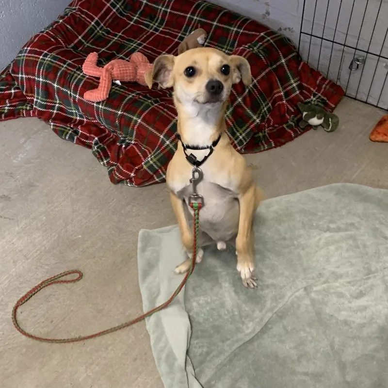 An adult small-sized male Yellow / Tan / Blond / Fawn Chihuahua dog named Demitri for adoption in Austin, TX