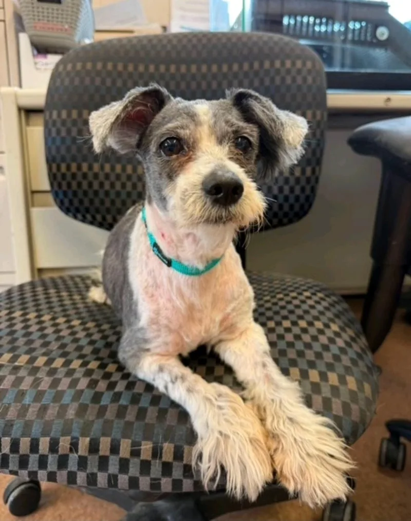 WilsonMaltese mix