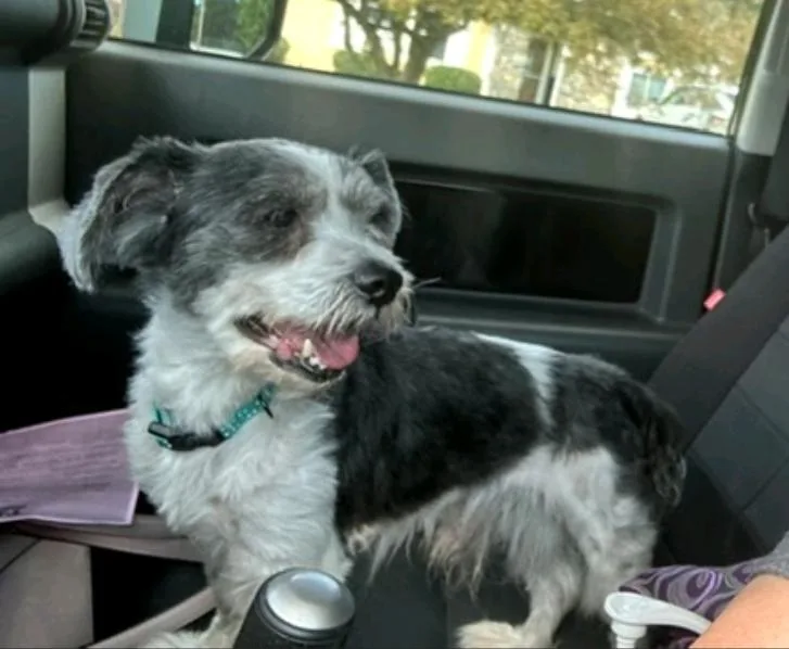 WilsonMaltese mix thumbnail 3