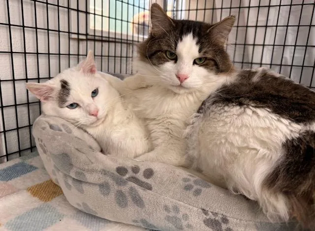 Chandler thumbnail 3