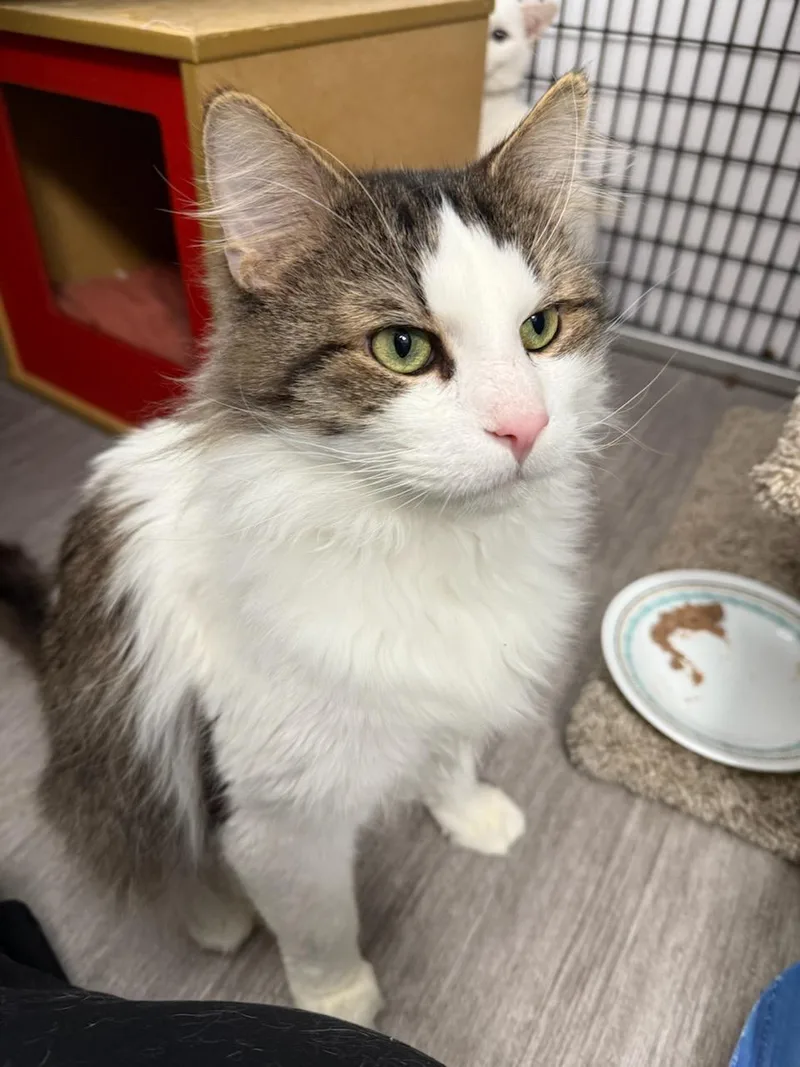 Chandler thumbnail 5