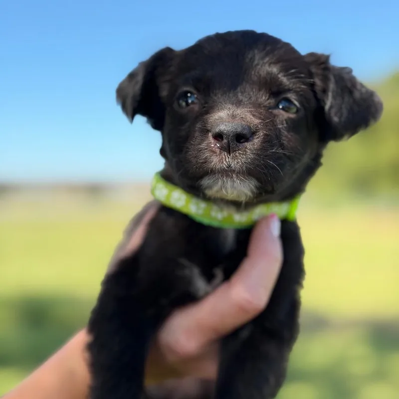 A baby medium-sized female Black Flat-Coated Retriever dog named Darling Darla for adoption in New Orleans, LA