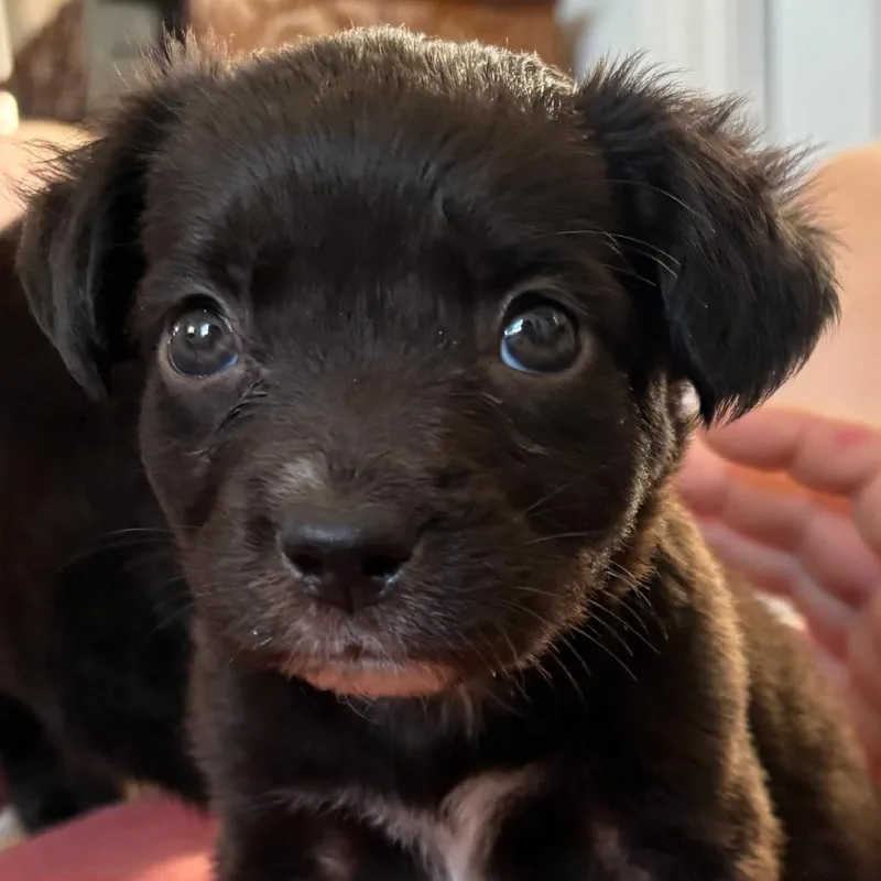 Darling Darla thumbnail 6