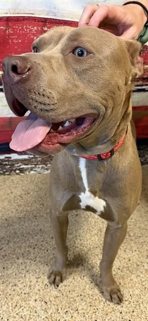 A young large-sized male American Bulldog dog named Duke for adoption in Miami, FL