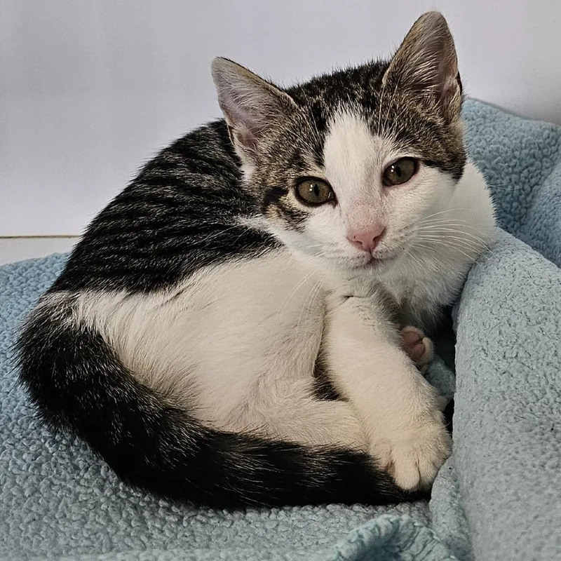 A baby small-sized female Brown / Chocolate Domestic Short Hair cat named Selena for adoption in Monroe, MI
