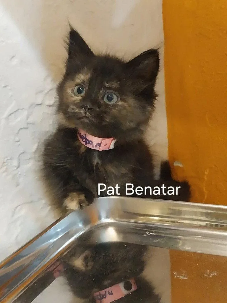 A baby small-sized female Domestic Short Hair cat named Pat Benatar for adoption in Saint George, UT