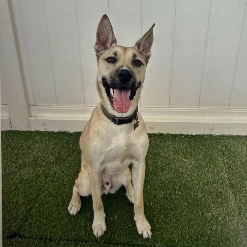 A young medium-sized male Shepherd dog named Kylo Iii for adoption in Dallas, TX