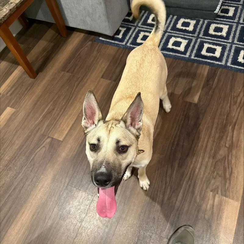 Kylo Iii thumbnail 2