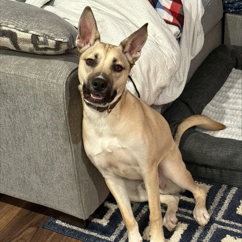 Kylo Iii thumbnail 3