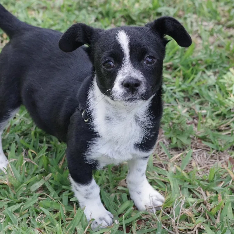 A baby small-sized male Black Mixed Breed dog named Puppy Domino for adoption in Miami, FL