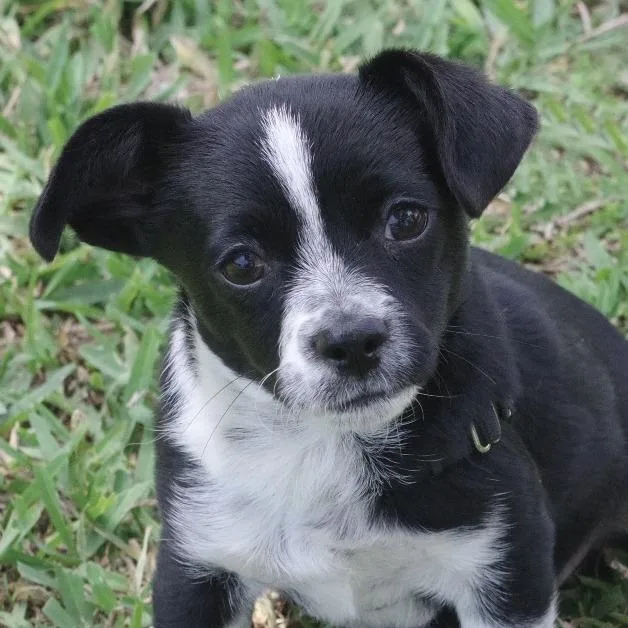 Puppy Domino thumbnail 2