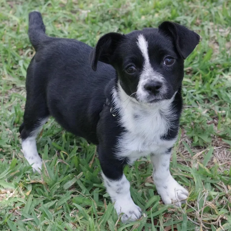 Puppy Domino thumbnail 3