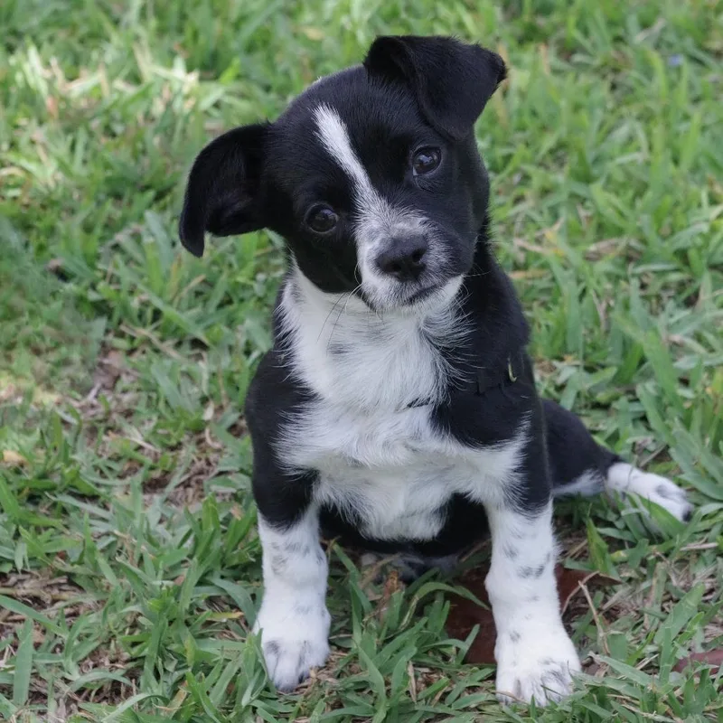 Puppy Domino thumbnail 4