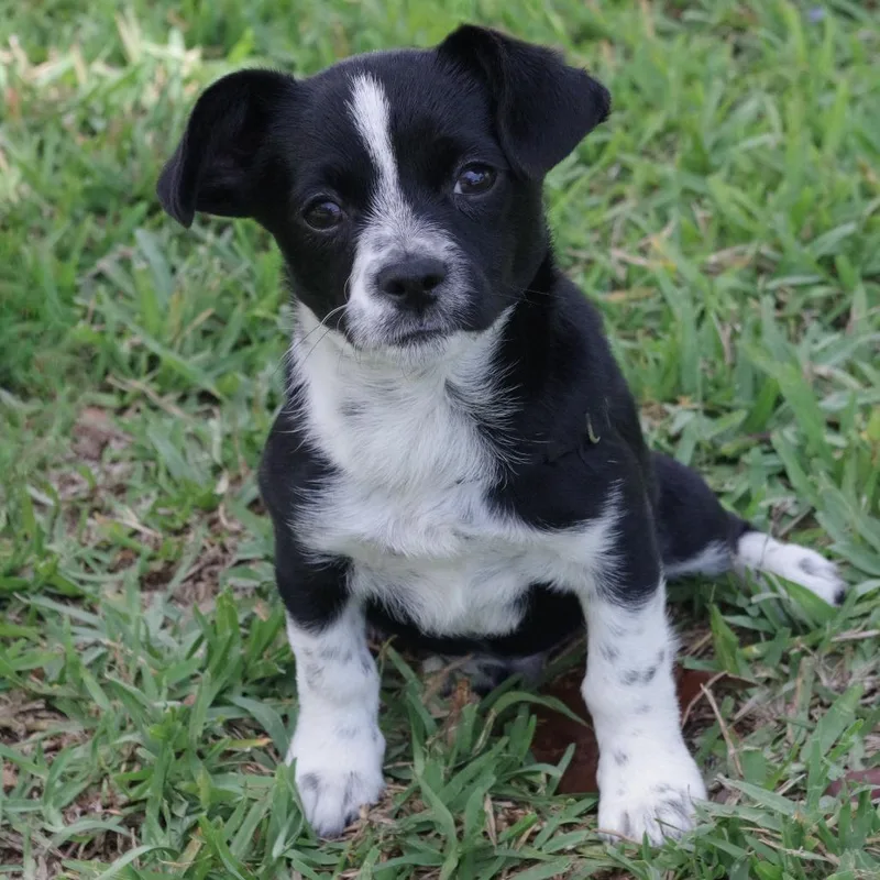 Puppy Domino thumbnail 5