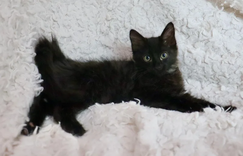 A baby large-sized male Black Maine Coon cat named Magic for adoption in Saint Augustine, FL