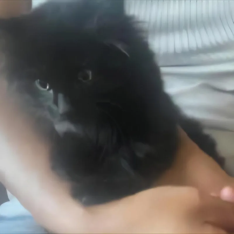 A baby small-sized male Black Domestic Long Hair cat named Spider for adoption in Layton, UT