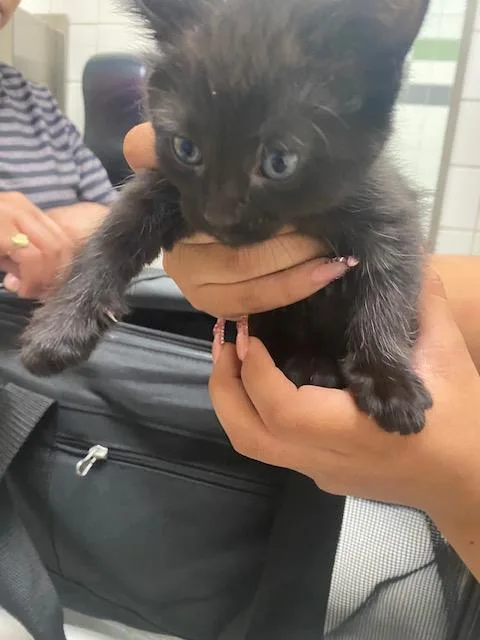 A baby medium-sized male Domestic Short Hair cat named Mark for adoption in Dallas, TX