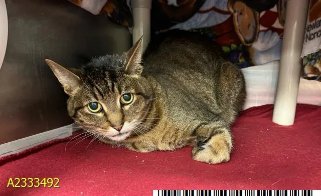 An adult large-sized female Domestic Short Hair cat named Rocco for adoption in West Palm Beach, FL