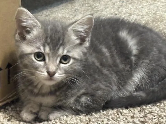 A baby medium-sized female Gray & White Domestic Short Hair cat named "abbey" for adoption in Puyallup, WA