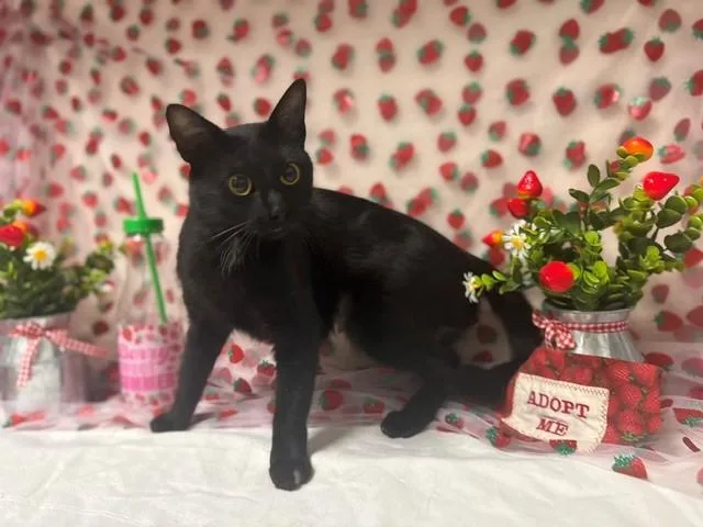 An adult medium-sized female Domestic Short Hair cat named Salem for adoption in Fairfield, CA