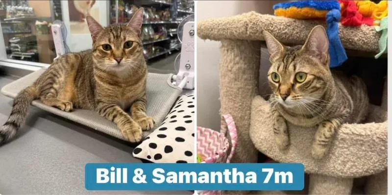 A young medium-sized male Tabby (Brown / Chocolate) Domestic Short Hair cat named Bill & Samantha for adoption in Palm Harbor, FL