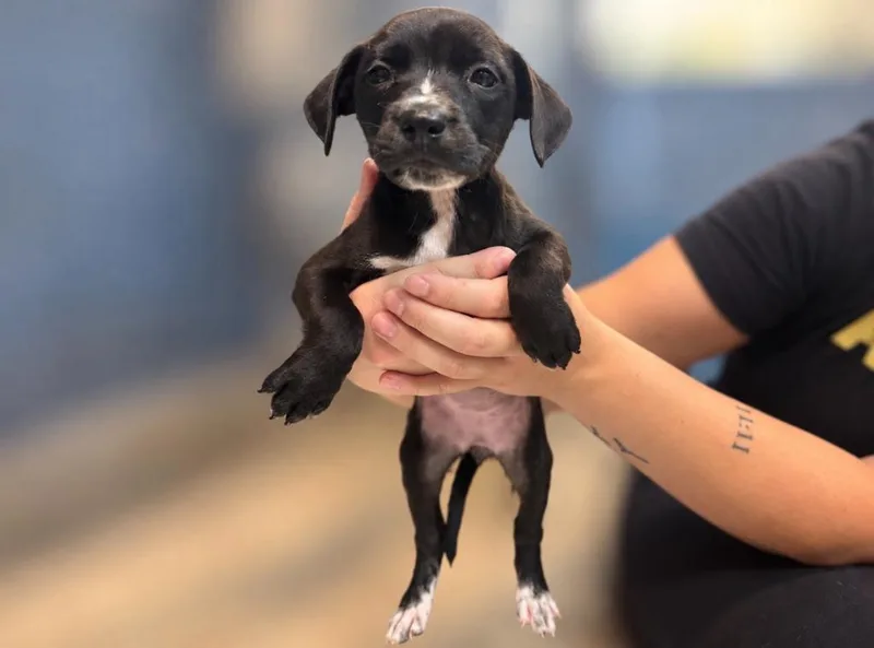 A baby small-sized female Hound dog named Cinnamon Roll for adoption in Sebastian, FL