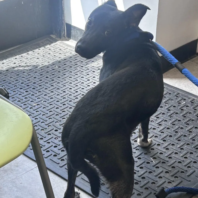 A young medium-sized female Black Mixed Breed dog named Pepper for adoption in Philadelphia, PA
