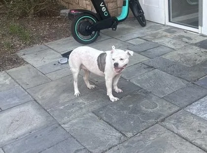 An adult large-sized female American Bulldog dog named Treasure for adoption in West Chester, PA