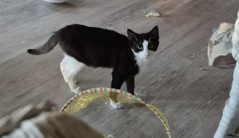 A baby medium-sized male Domestic Short Hair cat named Zephyr for adoption in South Bend, IN