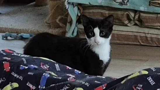 Zephyr thumbnail 2