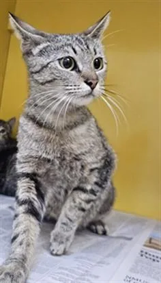 A young medium-sized female Domestic Short Hair cat named Selena for adoption in Los Angeles, CA