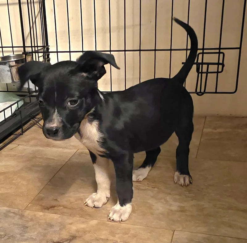 A baby small-sized female Beagle dog named Maureen for adoption in Carmel, NY