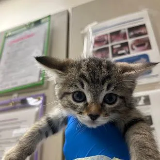 A baby small-sized female Domestic Short Hair cat named Lucille for adoption in Las Vegas, NV