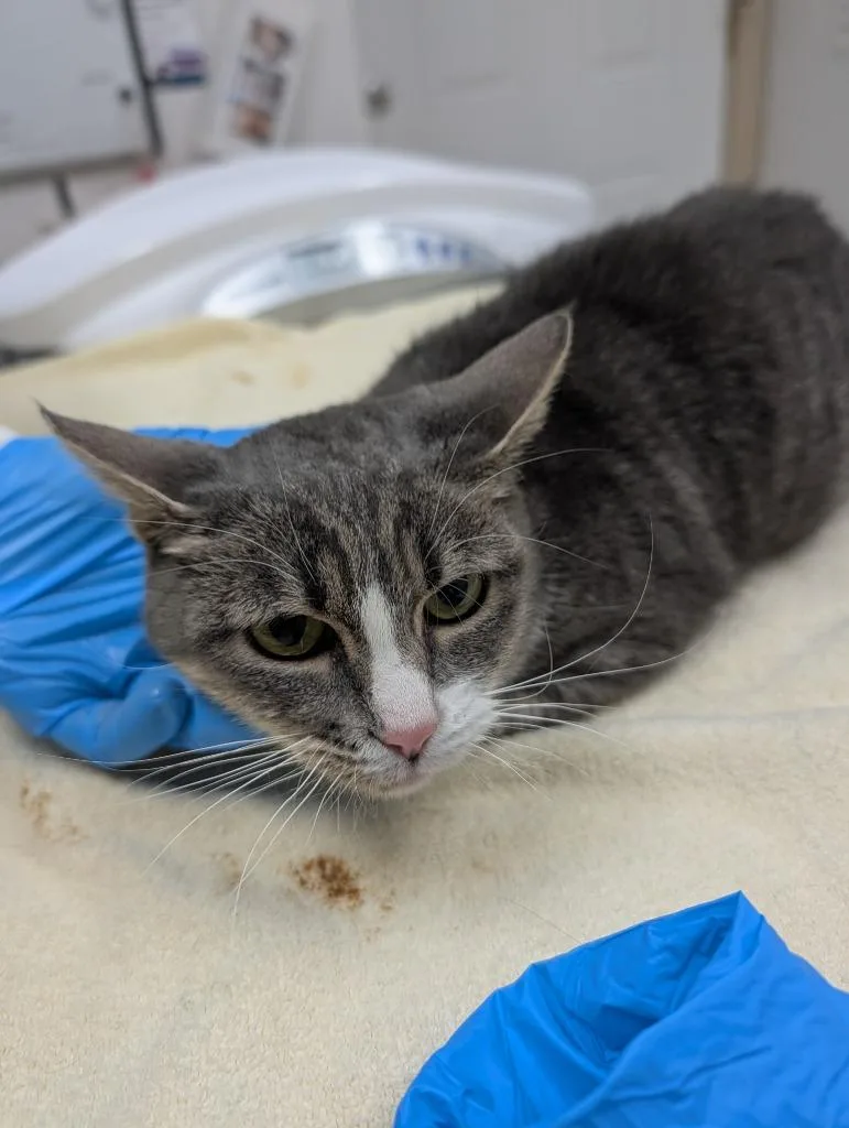 A young medium-sized female Domestic Short Hair cat named Minnie for adoption in Grants Pass, OR