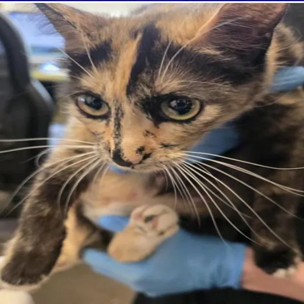 A young small-sized female Tortoiseshell Domestic Short Hair cat named Maple for adoption in Grantsville, UT