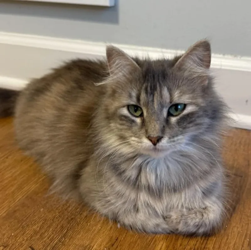 A young small-sized female Domestic Long Hair cat named Sally for adoption in Urbandale, IA