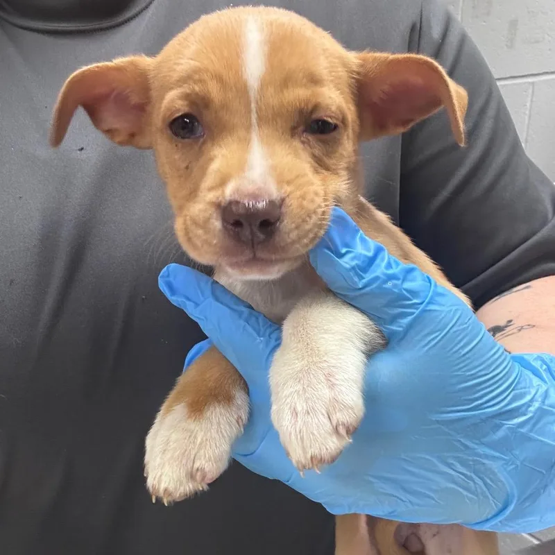 A baby small-sized female Yellow / Tan / Blond / Fawn Mixed Breed dog named Tegan for adoption in Summerville, SC