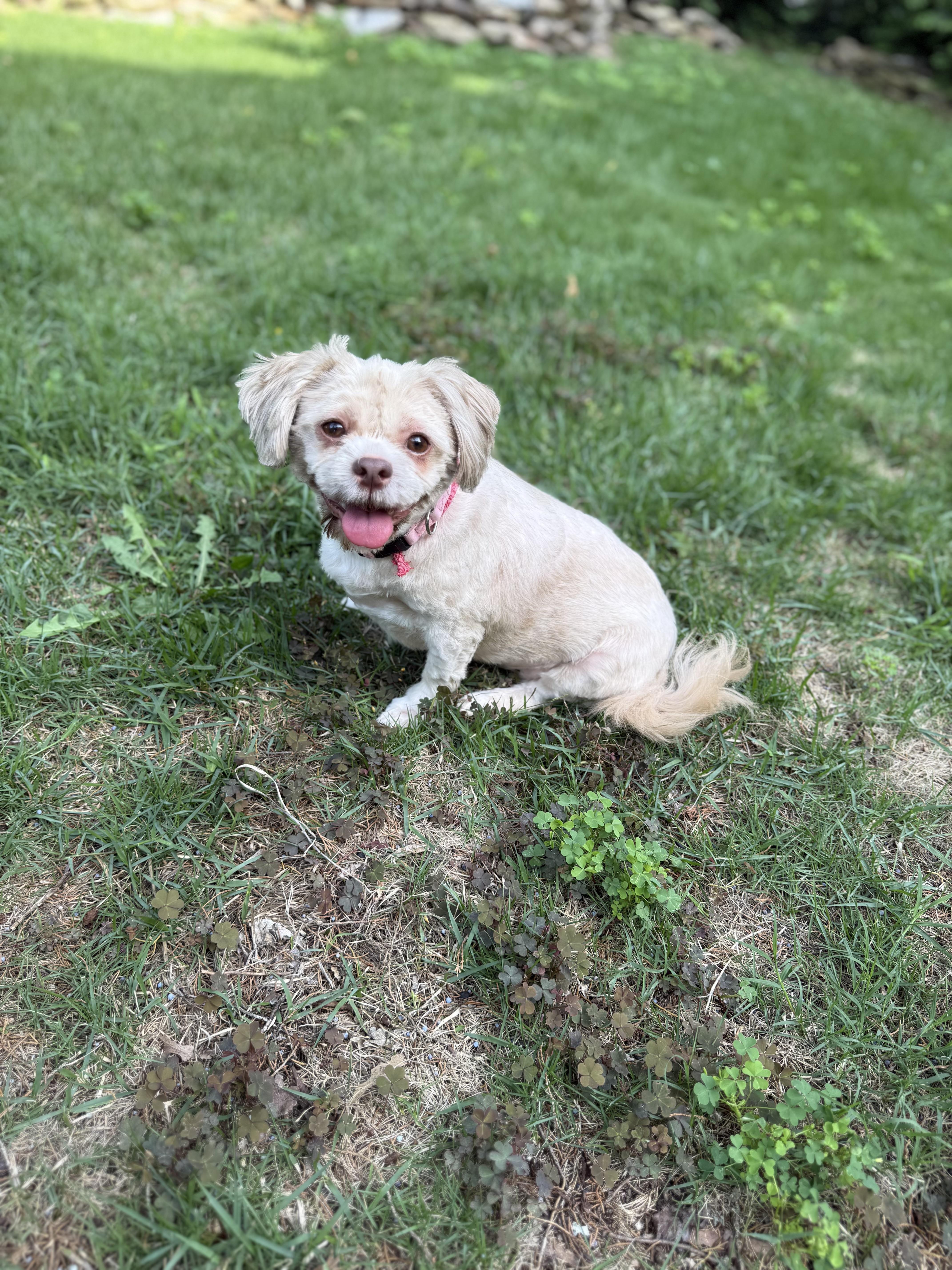 An adult small-sized female Shih Tzu dog named Sasha Fill Your Home for adoption in Franklin, TN