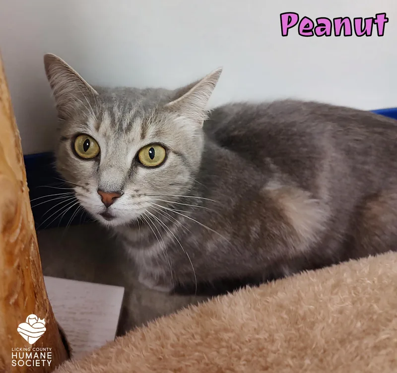 An adult medium-sized female Domestic Short Hair cat named Peanut for adoption in Heath, OH