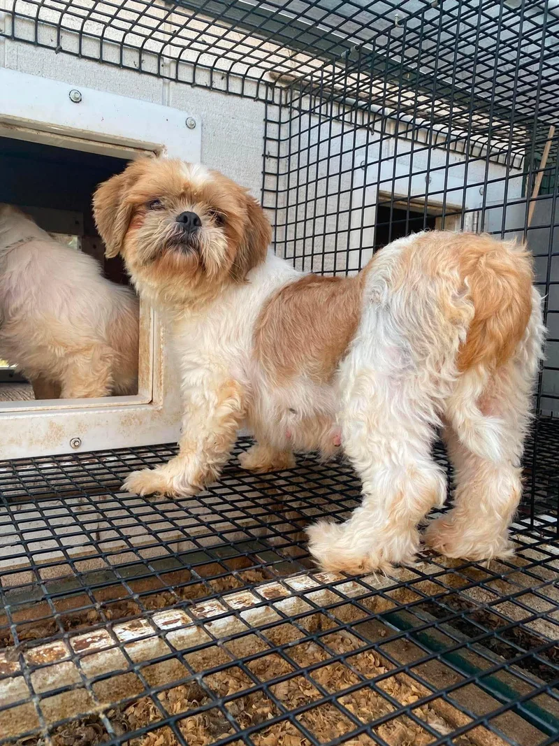 An adult small-sized female Shih Tzu dog named Shayna for adoption in Lewistown, PA