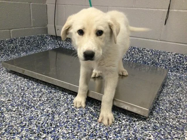 A baby small-sized female Great Pyrenees dog named A for adoption in Thousand Palms, CA
