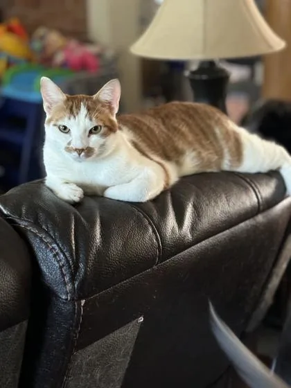 An adult medium-sized male Domestic Short Hair cat named Jack Jack for adoption in Port Republic, MD