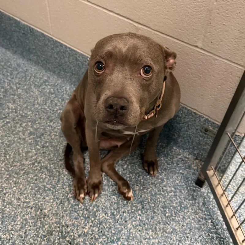 A senior medium-sized female Gray / Blue / Silver Pit Bull Terrier dog named Trina  Reign for adoption in Greensboro, NC