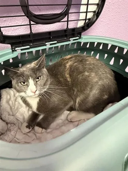 An adult medium-sized female Gray / Blue / Silver Domestic Short Hair cat named 61127104 for adoption in El Paso, TX