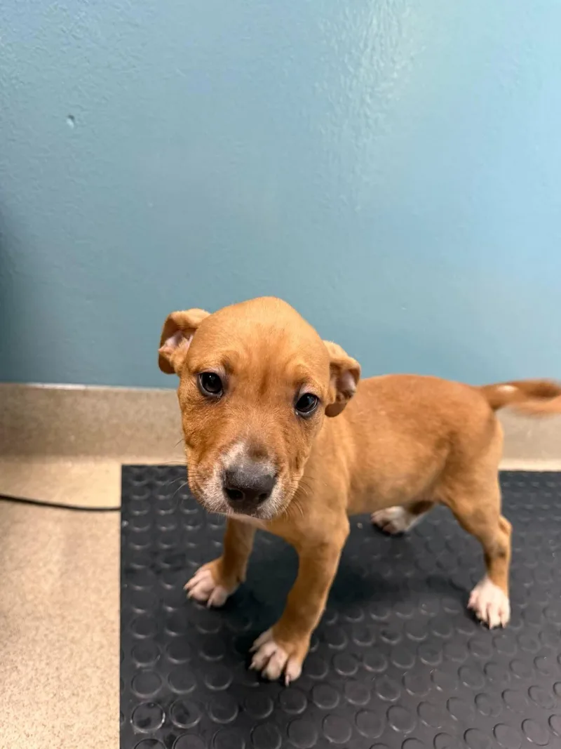 A baby medium-sized female Mixed Breed dog named Hazel for adoption in Holbrook, NY