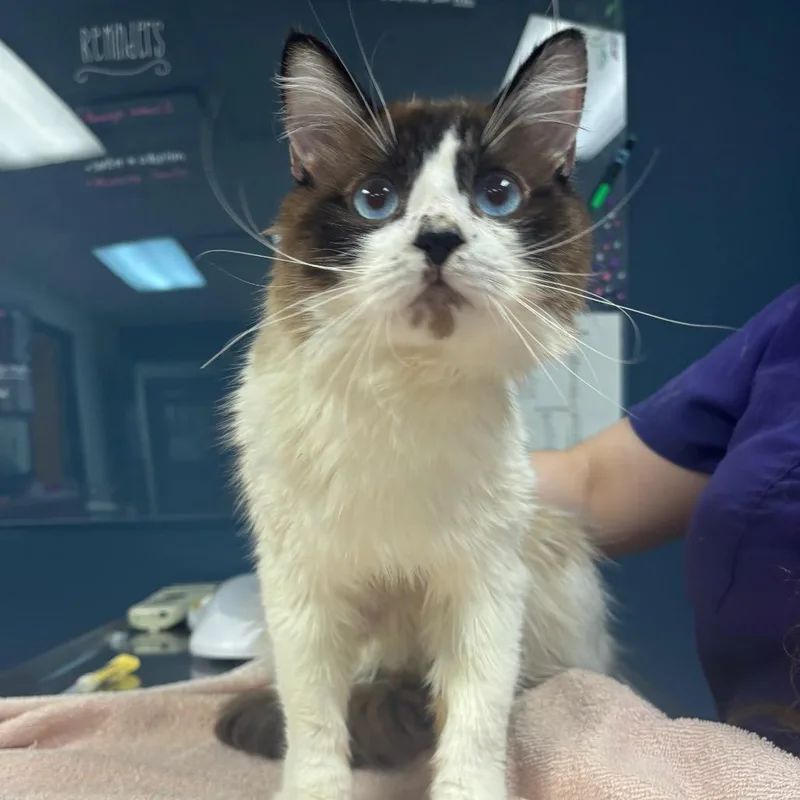 A young medium-sized male White Ragdoll cat named Uncle Sam for adoption in Newark, NJ
