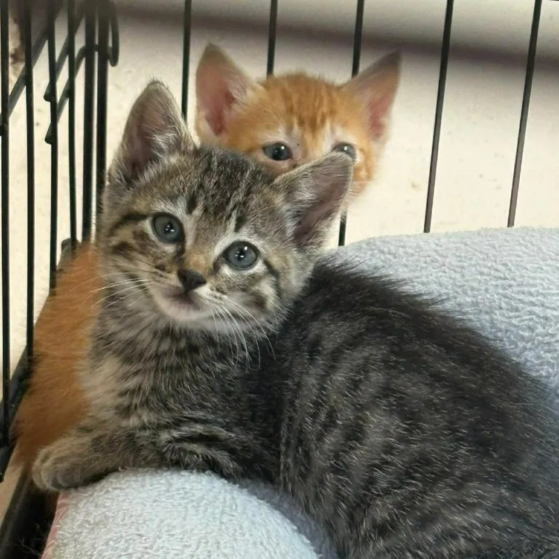 A baby small-sized male Orange / Red Domestic Short Hair cat named Flash for adoption in Las Cruces, NM