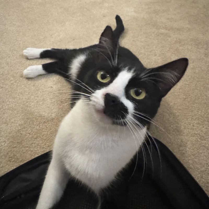 An adult medium-sized female Domestic Short Hair cat named Baboo for adoption in Springfield, VA