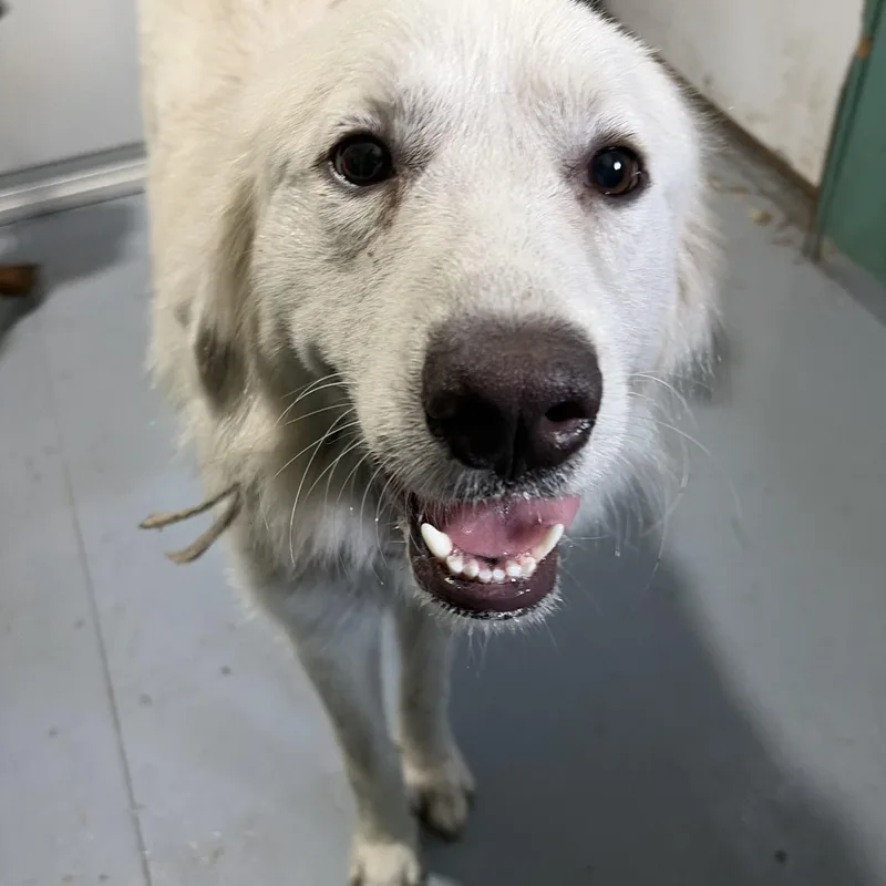 A young large-sized female White / Cream Great Pyrenees dog named Bailey for adoption in Lorida, FL