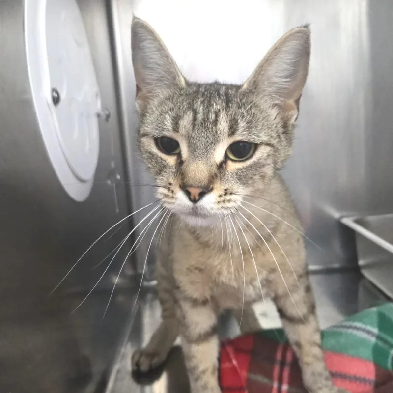 An adult medium-sized female Brown / Chocolate Domestic Short Hair cat named Padme for adoption in Idaho Falls, ID